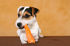 young Jack Russell Terrier eats carrot