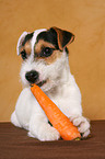 young Jack Russell Terrier eats carrot