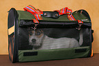 young Jack Russell Terrier in bag