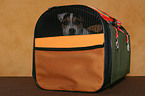 young Jack Russell Terrier in bag