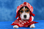 young Jack Russell Terrier with beanie