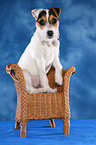 sitting young Jack Russell Terrier