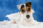 young Jack Russell Terrier as angel