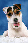 lying young Jack Russell Terrier