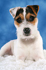 lying young Jack Russell Terrier