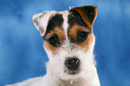 young Jack Russell Terrier Portrait