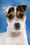 young Jack Russell Terrier Portrait