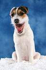 young yawning Jack Russell Terrier