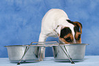 eating young Jack Russell Terrier