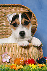 young Jack Russell Terrier at Easter