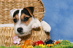 young Jack Russell Terrier at Easter