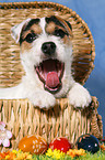 young Jack Russell Terrier at Easter