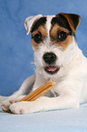 eating young Jack Russell Terrier