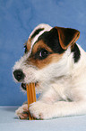 eating young Jack Russell Terrier