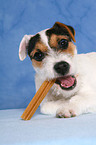 eating young Jack Russell Terrier