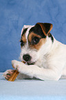 eating young Jack Russell Terrier