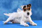 young Jack Russell Terrier as angel