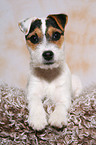 lying young Jack Russell Terrier