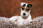 lying young Jack Russell Terrier