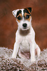 sitting young Jack Russell Terrier