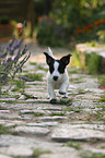 young Jack Russell Terrier