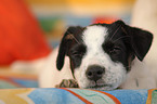 young Jack Russell Terrier