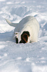 young Jack Russell Terrier in the snow