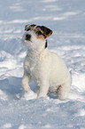 young Jack Russell Terrier in the snow