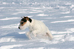 young Jack Russell Terrier in the snow