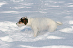 young Jack Russell Terrier in the snow