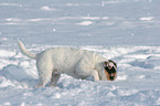 young Jack Russell Terrier is digging in the snow