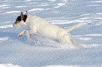 young Jack Russell Terrier in the snow