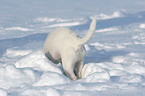young Jack Russell Terrier in the snow