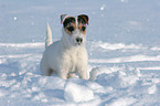 young Jack Russell Terrier in the snow