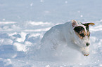 young Jack Russell Terrier in the snow