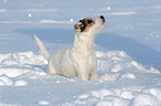 young Jack Russell Terrier in the snow