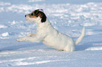 young Jack Russell Terrier in the snow