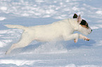 young Jack Russell Terrier in the snow
