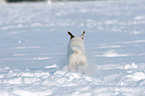 young Jack Russell Terrier in the snow