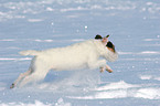 young Jack Russell Terrier in the snow