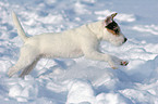 young Jack Russell Terrier in the snow