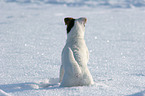 young Jack Russell Terrier in the snow