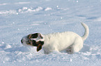 young Jack Russell Terrier in the snow