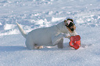 young Jack Russell Terrier in the snow