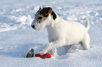 young Jack Russell Terrier in the snow