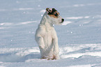begging young Jack Russell Terrier in the snow