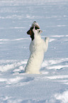 begging young Jack Russell Terrier in the snow