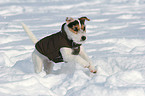 young Jack Russell Terrier in the snow