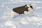 young Jack Russell Terrier in the snow