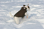 young Jack Russell Terrier in the snow